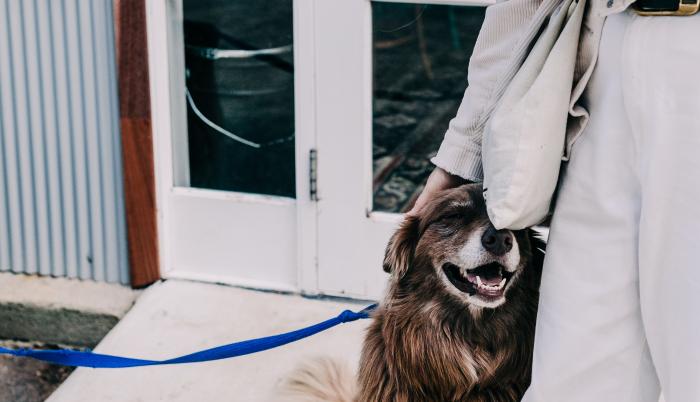 Sociedad_Mascotas_Dejar al perro amarrado