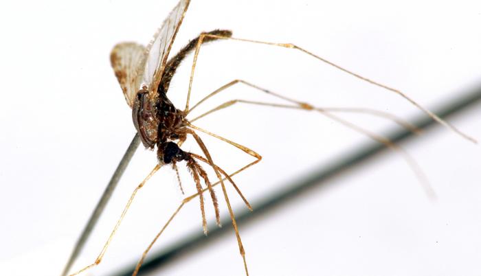 Mosquito