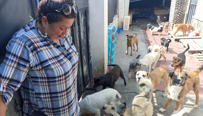 Sociedad_Mascotas_Oenegés civiles_Rescate