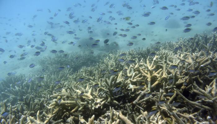 Gran Barrera de coral en la isla de Keppel