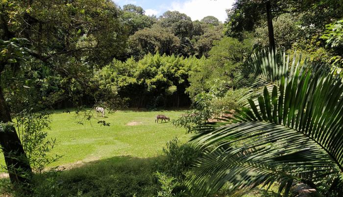 Parque Zoológico de São Paulo