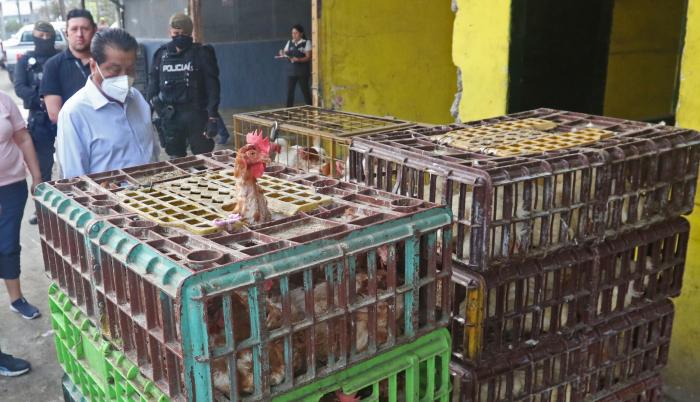 Operativo de aves (9490665)