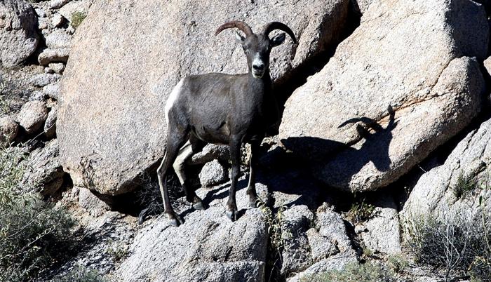 Dato. La caza del borrego cimarrón es vista como un trofeo para los turistas que llegan a Sonora.