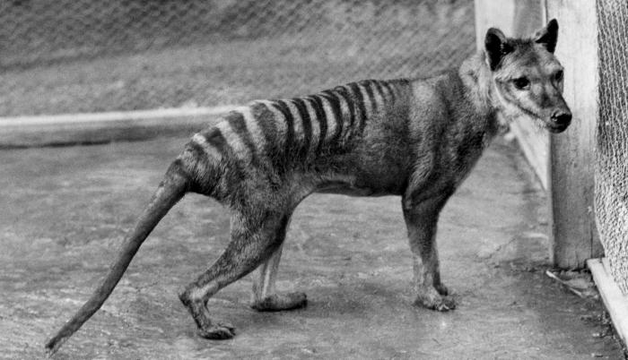 Tigre de Tasmania