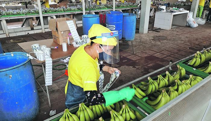 banano