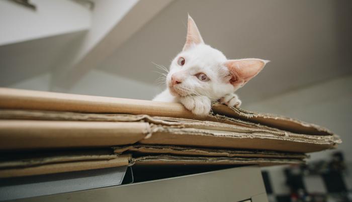 Cómo hacer una casa para gatos: trucos y consejos