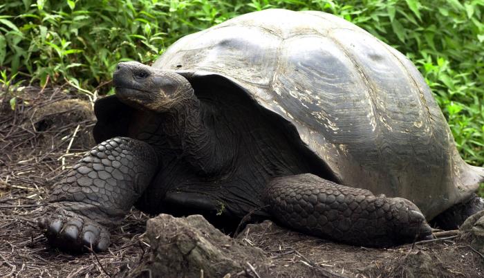 tortuga