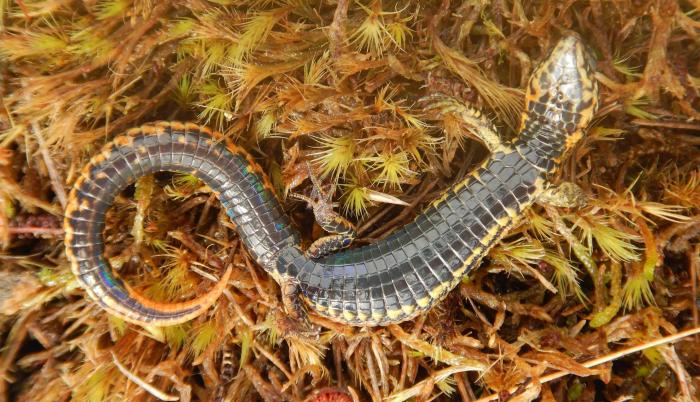 nueva especie de lagartija.