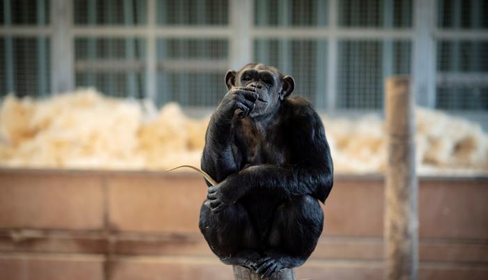 chimpancé