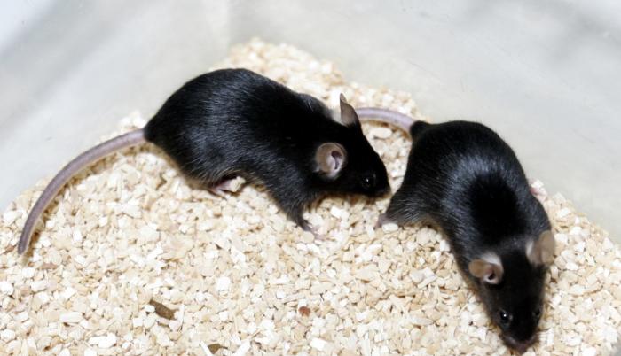 ratones
