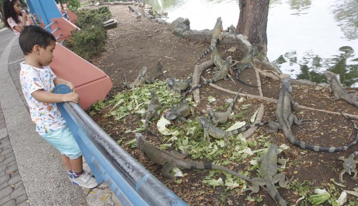 iguanas