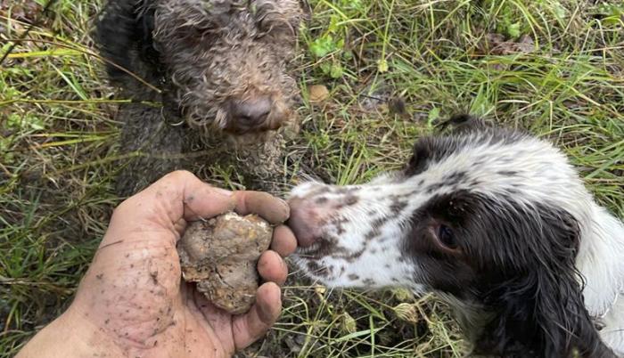 son zorros mascotas como perros