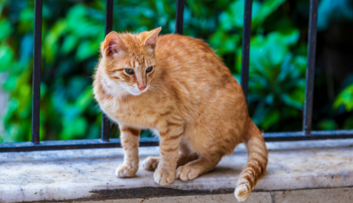 Este animal es incapaz de detectar el sabor dulce de los animales.