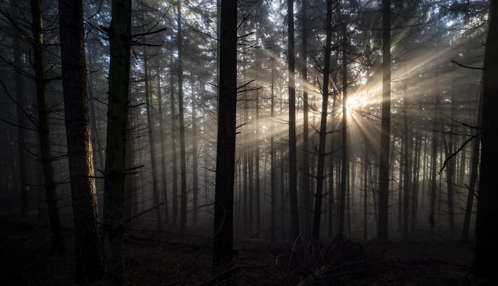 BOSQUES