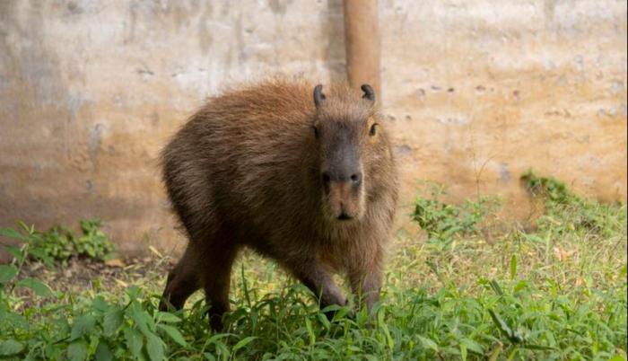 Zoológico de Quito invita a conocer a dos cocodrilos y una capibara