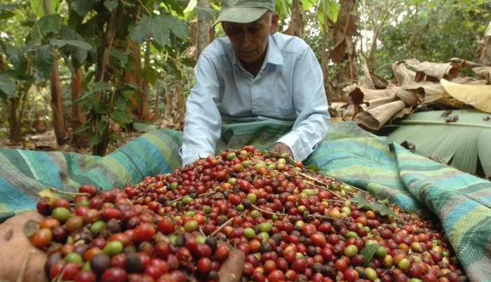 Sudamérica Lidera La Producción De Café Pese A Su Mayor Caída 7585