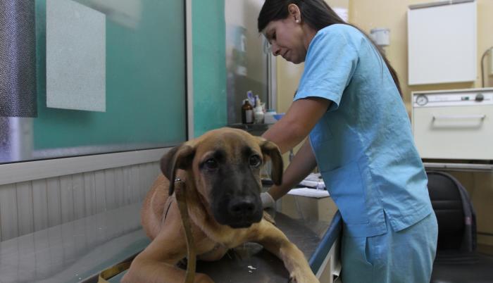 medicina mascotas