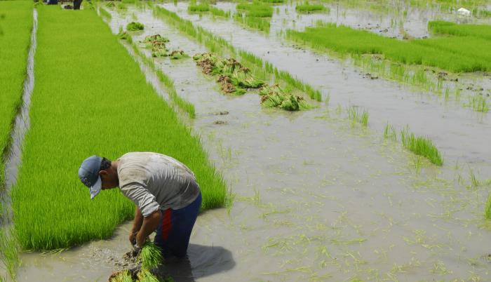 CULTIVO DE ARROZ (5162370)