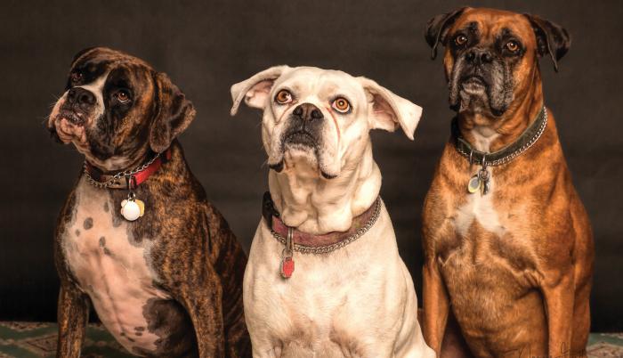 Sociedad_Mascotas_Perros