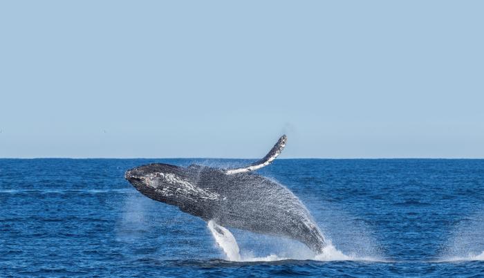 Descubrimiento sobre las ballenas (7277688)