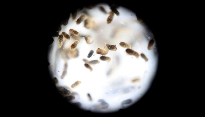 Guatemala dengue