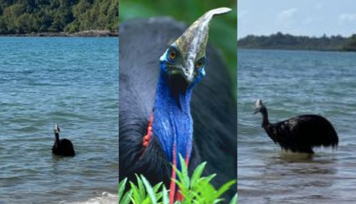 Casuario - especie nativa de Australia