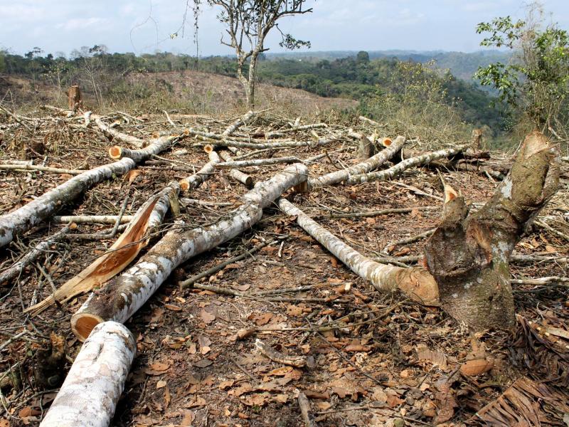 Especial sobre sequía en Guayas: Deforestación y cambio climático en  pandemia