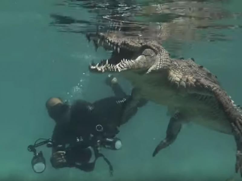 Video viral: cocodrilos amigables con los que puedes nadar