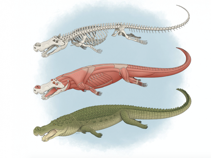 Cocodrilos de terror' del tamaño de autobuses habitaron la Tierra