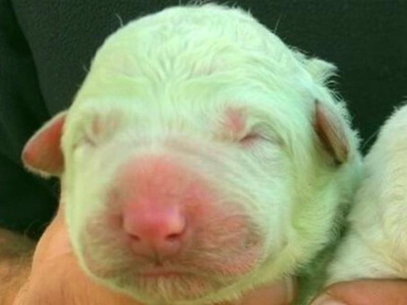 Pesimista Disfraces Dar a luz Un perro nació con pelaje verde: la explicación a este extraño fenómeno