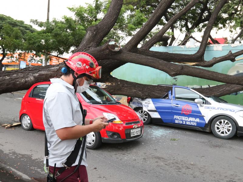 Guayaquil: ¿Quién responde por los daños de los autos aplastados por un  árbol?