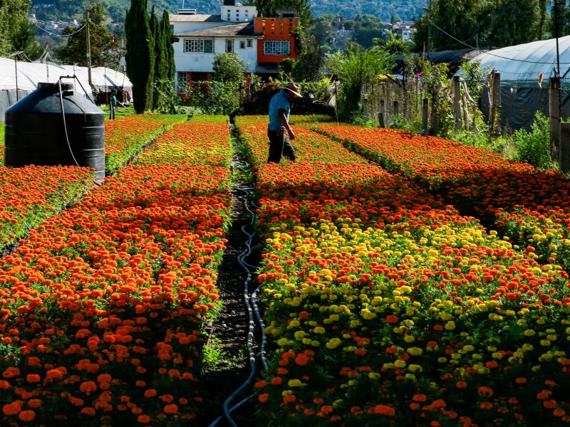 La flor de cempasúchil es un ícono del Día de Muertos