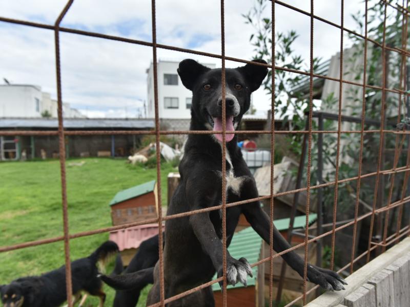 puedo adoptar un perro sin valla