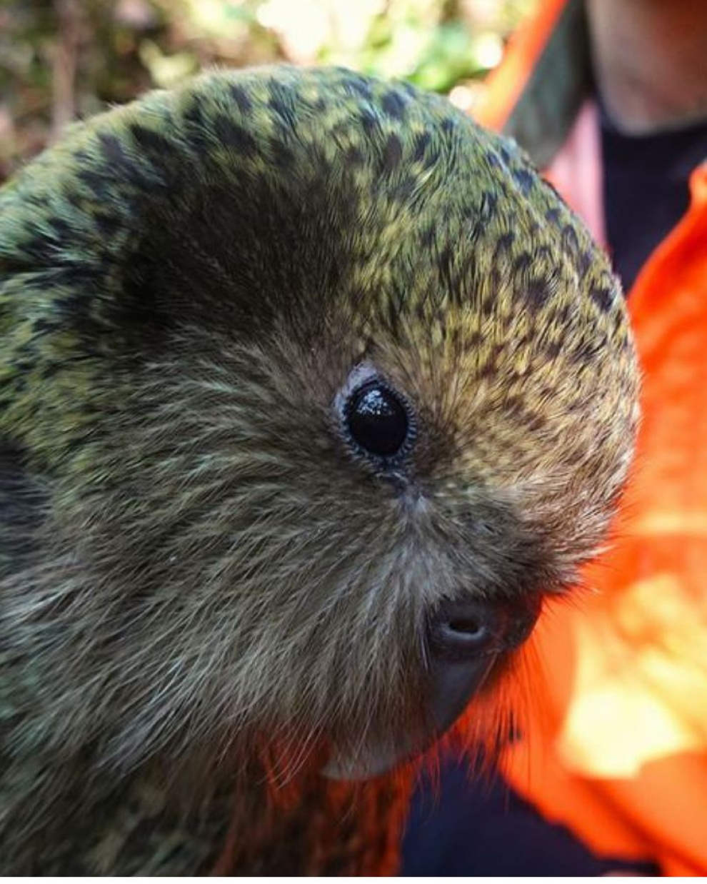 El gobierno neozelandés opera un programa de conservación para la especie.