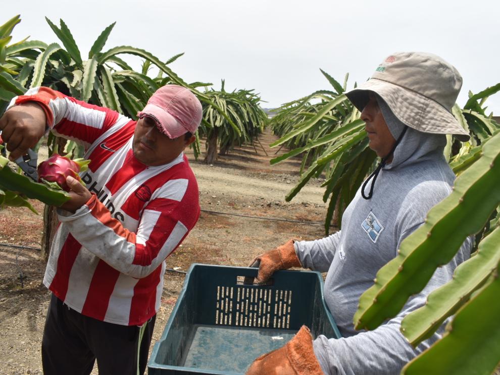 Plantación. En la foto se puede conocer la planta que produce la pitahaya, la cual absorbe 20 a 25 litros de agua.