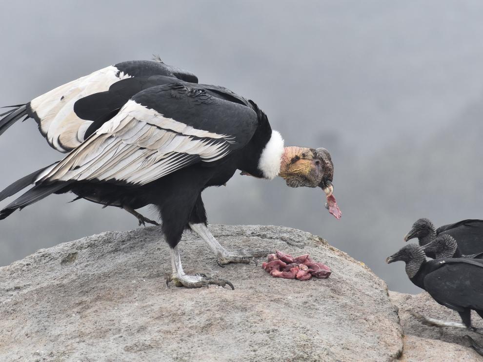 La población mundial de esta especie probablemente no supera los 6.700 individuos y está disminuyendo "de manera preocupante" en toda su área de distribución