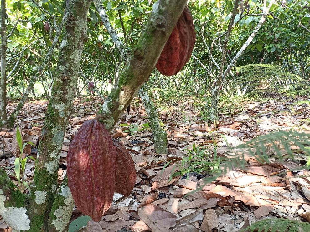 cacao+Costa de Marfil+cosecha