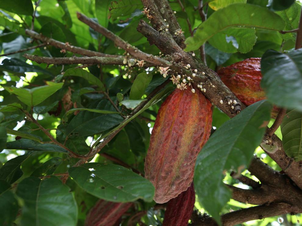 Fotografía de una planta de cacao (foto referencial)