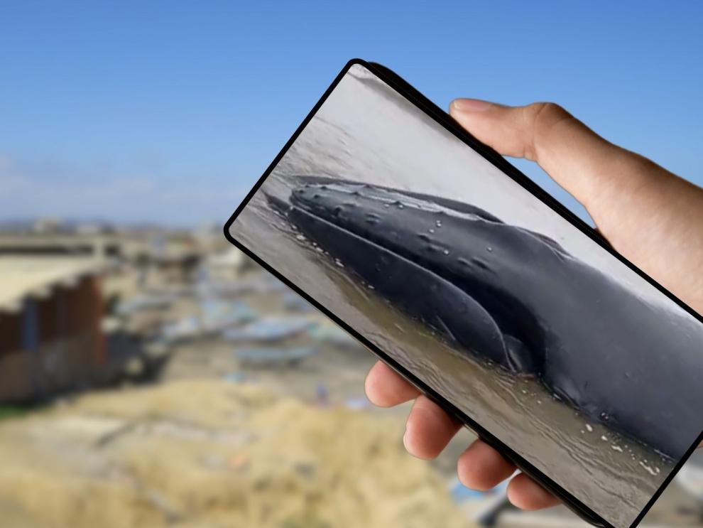 Ballena varada