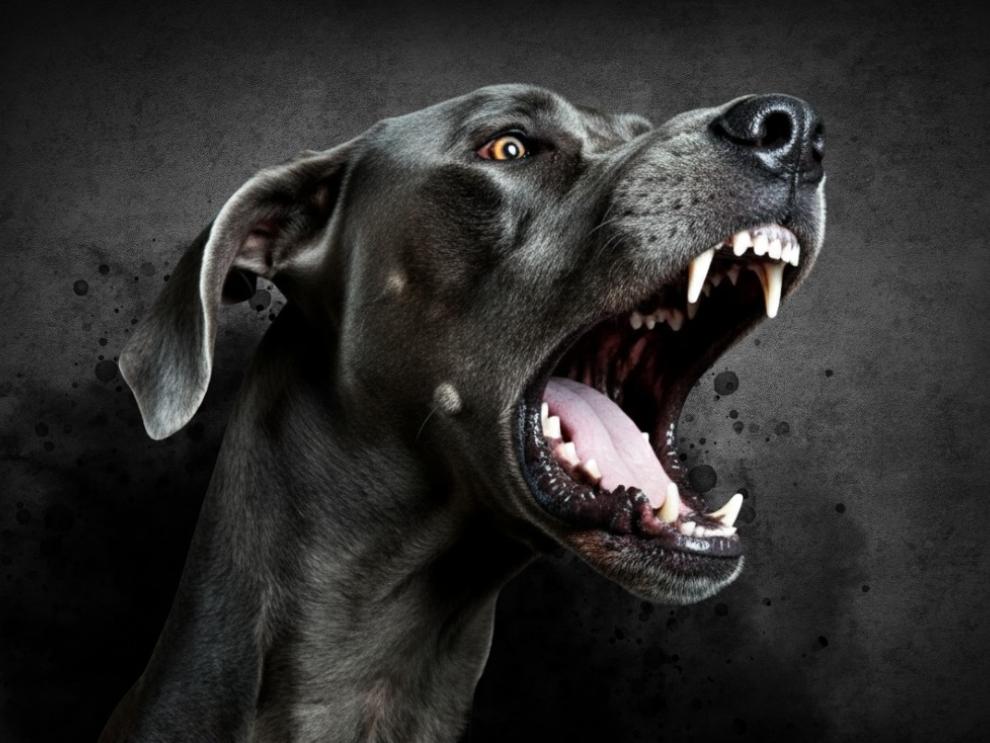 perro gran danés.
