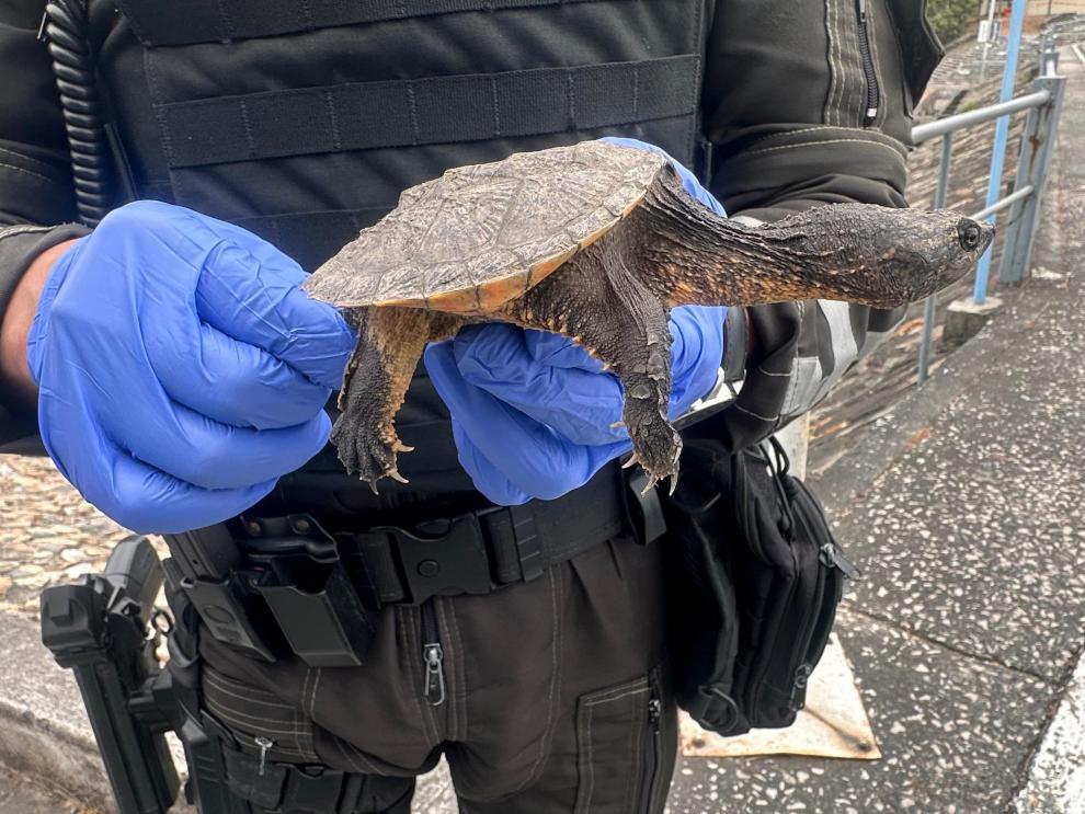 Tortuga en la ESPOL