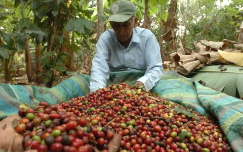 Cosecha. Un agricultor, en Ecuador, trabaja en la recolección de los granos de café en su hacienda.