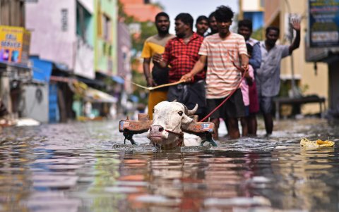 Chennai (India). Unas personas usan un carro de bueyes para cruzar una calle inundada después de un fuerte aguacero durante el 'Ciclón Michaung', este 5 de diciembre de 2023
