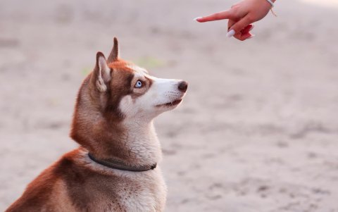 Existen razas con la capacidad de aprender hasta 250 comandos distintos.