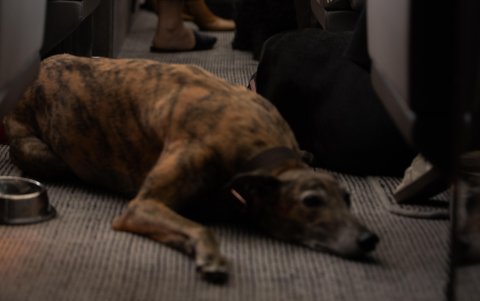 Varios perros a bordo de un avión de esta aerolínea, una subsidiaria de BarkBox, compañía que produce y vende comida para perros y otros productos caninos.