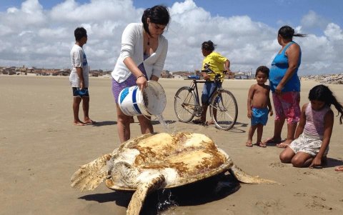 Beatriz Azevêdo de Araújo, es abogada ambientalista. Ya rescató crías de tortugas marinas, marchó sobre centrales eléctricas que arrojan contaminación, asistió a siete conferencias de la ONU.