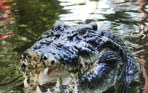 El cocodrilo de agua salada más grande del mundo en cautiverio, nada en un estanque del criadero de cocodrilos