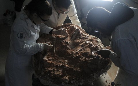 La foto muestra a investigadores brasileños con parte del fósil de un dinosaurio de más de 230 millones de años encontrado en Rio Grande do Sul.