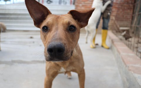Otro de los problemas con los animales es que los tutores los dejan. Aquellos que tienen suerte reciben atención en albergues.