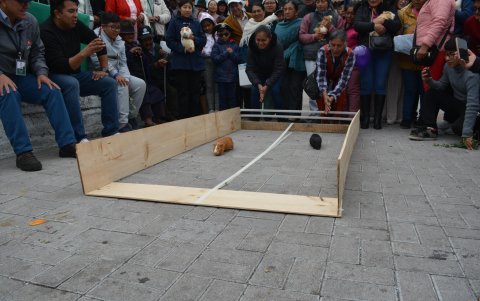 Ambato. Dos de los cuyes que participan en el desfile.